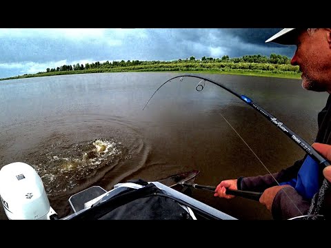 Видео: КОРЯЖНИК В ПРОТОКЕ ЗАБИТ РЫБОЙ!!! Рыбалка 2023 на Оби, джиг на подъеме воды.Съемка 4 сентября.