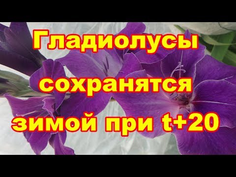 Видео: Луковицы гладиолусов сохранятся даже при t+20 если все сделать правильно