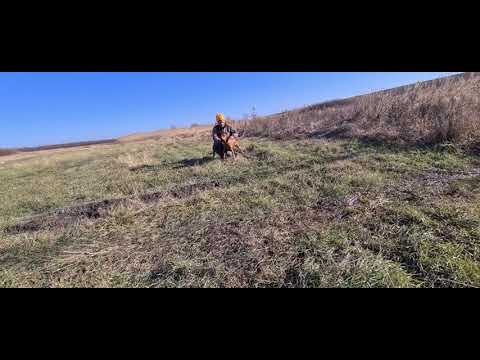 Видео: Охота на фазана.Венгерская выжла.Курцхар в работе с голосом.И пусть эксперты помолчат.