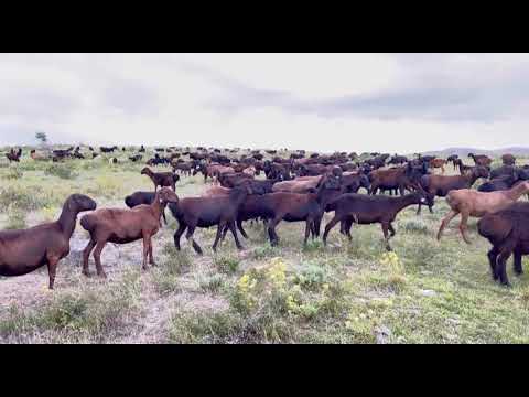 Видео: Гиссарский овцы на летном пасбище К/Х Нурзода 11.06.2022 г