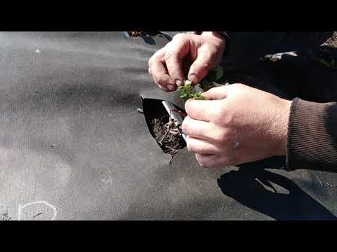 Видео: Земляника / Клубника Сорт "Petaluma" (Петалума) 10 дней от всходов