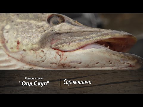 Видео: Рыбалка в Сорокошичах. Рыбалка в стиле "Олд Скул". 7 серия