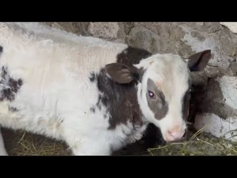 Видео: Переселяем Малыша//Сыр Качоковалло//Результат удивил.