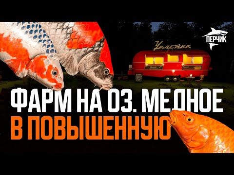 Видео: Отлов СЕРЕБРА на Медном в повышенную температуру воды ● Русская рыбалка 4 ● Перчик РР4