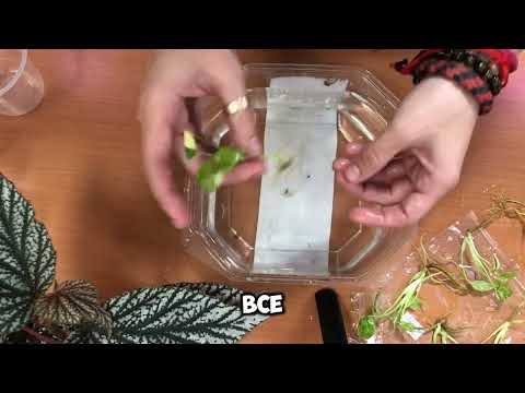 Видео: Tissue culture САЖАЕМ КЛОНОВ МОНСТЕРЫ ТАЙСКОЕ СОЗВЕЗДИЕ