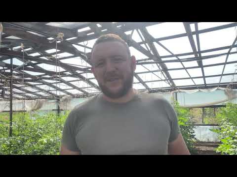 Видео: Первый сбор помидор. Парадайз на подвое