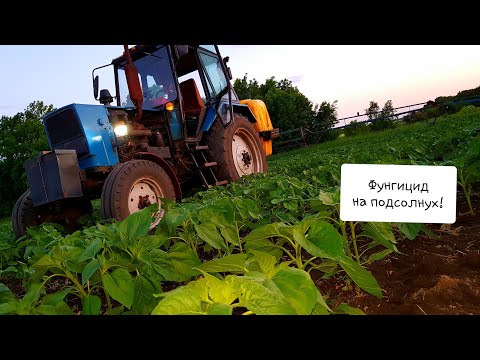 Видео: Фунгицид на подсолнух вместо Бора и Микроэлементов. Экспериментальное опрыскивание на подсолнухах