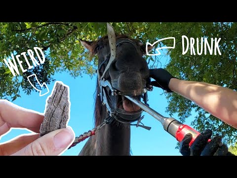 Видео: КУЗНЕЧИК ЧУТЬ НЕ ТЕРЯЕТ ПАЛЬЦ НА НОГЕ | Ветеринар выносит на берег новых сданных лошадей!