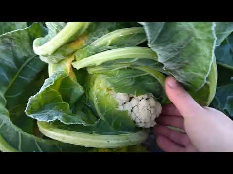 Видео: Выращивание цветной капусты и брокколи после уборки чеснока. Замерз урожай!