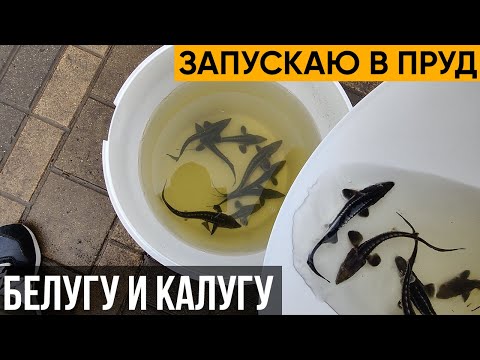 Видео: Белуга. Калуга. Запускаю в пруд Белугу и Калугу. Осетр будет регулировать популяцию карпа.