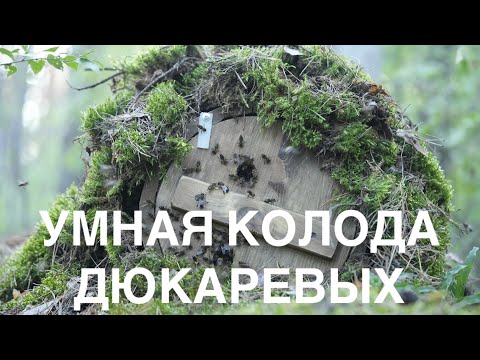 Видео: УМНАЯ КОЛОДА ДЮКАРЕВЫХ