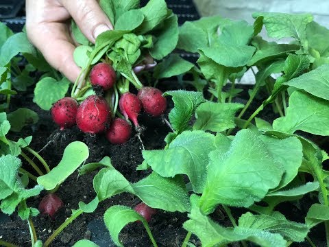 Видео: МАЛЕНЬКАЯ ХИТРОСТЬ ПРИ ВЫРАЩИВАНИИ РЕДИСА КРУГЛЫЙ ГОД!!!