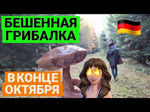 Видео: 🇩🇪 😍 НЕ МОГЛИ ПОВЕРИТЬ 1-ЧАСТЬ 😍 БЕШЕННАЯ ГРИБАЛКА В КОНЦЕ ОКТЯБРЯ 🤩 ЧЁРНЫЕ ГРУЗДИ #обзор #pilz 