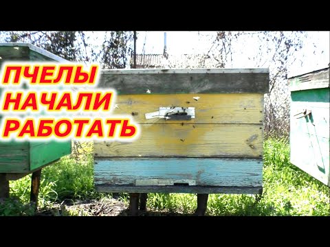 Видео: Важный урок для начинающих пчеловодов - матка пропала!