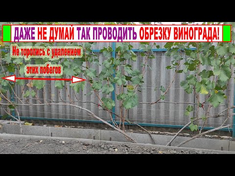 Видео: 🍇 Никогда ТАК не НАЧИНАЙТЕ ОБРЕЗКУ ВИНОГРАДА осенью. Большую ГЛУПОСТЬ даже трудно придумать!