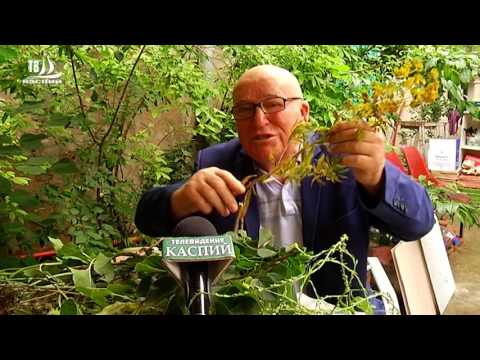 Видео: Полезные советы от травника Рустамова А.Д.