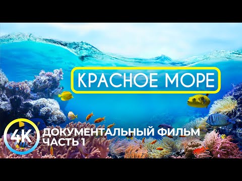 Видео: Красное море - самое тёплое и чистое на планете | Документальный фильм о подводных глубинах - #1