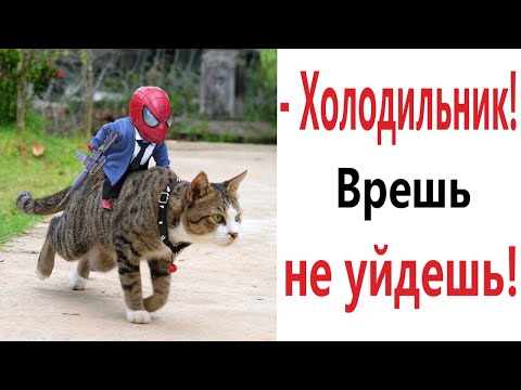 Видео: Лютые приколы. КОТ И ЧЕЛОВЕК ПАУК ОБЖОРЫ!!! Тест на психику! Засмеялся проиграл! – Domi Show!