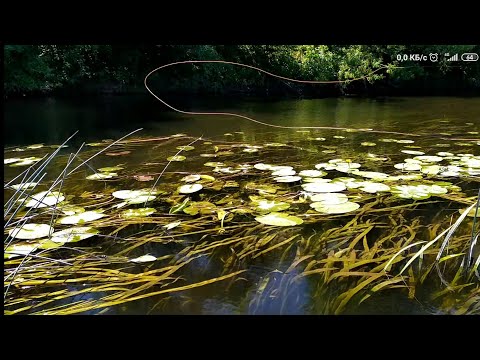 Видео: За Голавлем с нахлыстом , ловим на жука .