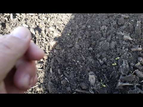 Видео: Посів озимого гороху 21.10.2020.