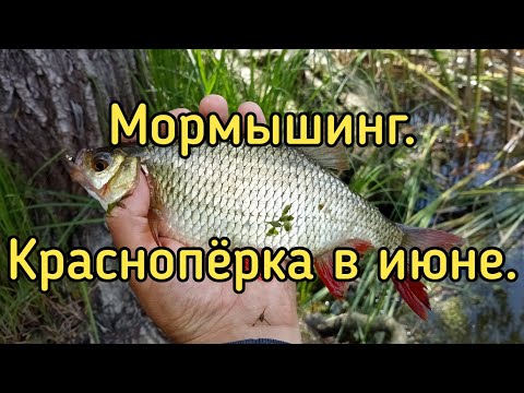 Видео: Мормышинг с DAYO Liropus 198 см. 0.2-0.8 гр. Ловля краснопёрки в июне.