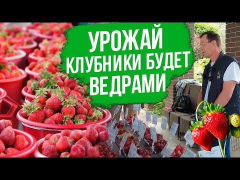 Видео: Вредители и болезни клубники (земляники садовой). Как бороться и чем лечить клубнику.
