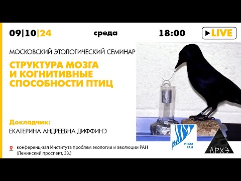 Видео: Семинар "Структура мозга и когнитивные способности птиц" // Екатерина Диффинэ (ИПЭЭ РАН)