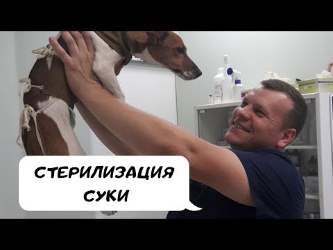 Видео: СТЕРИЛИЗАЦИЯ СУКИ! ВАЖНАЯ ИНФОРМАЦИЯ ОТ ВЕТЕРИНАРНОГО ВРАЧА.
