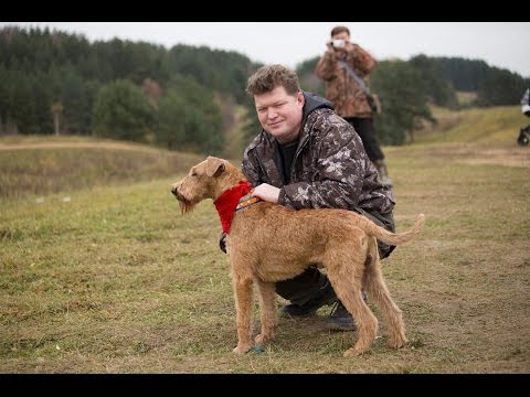 Видео: Ирландские терьеры : РЫЖИЙ КУРСИНГ  2016