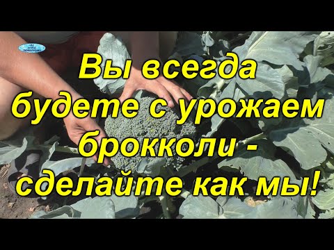 Видео: Капуста брокколи. Хитрость, которая поможет быть с урожаем всё лето!