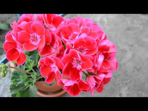Видео: Пеларгонии Toscana: плюсы и минусы промышленных сортов