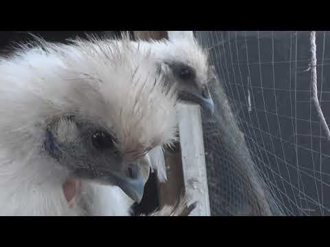 Видео: Китайские шелковые цыплята