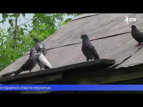 Видео: Десятки породистых птиц остались без присмотра