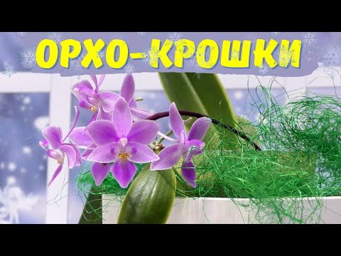 Видео: Орхидеи-крошки. Обзор миниатюрных фаленопсисов