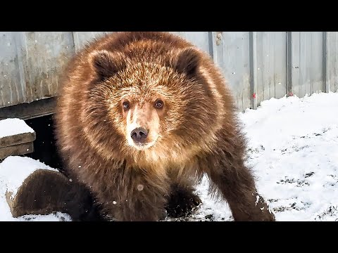 Видео: Мы полетели СПАСАТЬ МЕДВЕЖОНКА НА КАМЧАТКУ! История мишутки Потапыча 🧸❤️