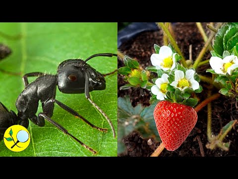 Видео: ✽ Спасите растения клубники, атакованные муравьями ➤ за 5 дней!!! 🍓 против 🐜🐜🐜