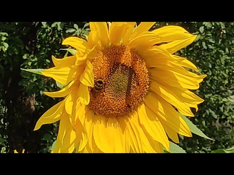 Видео: Цветущий сад и страшный домик😁