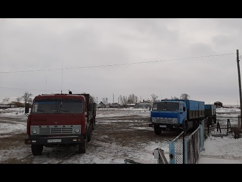 Видео: Камаз. Рейс. Работаем по месту, перевозим скот.
