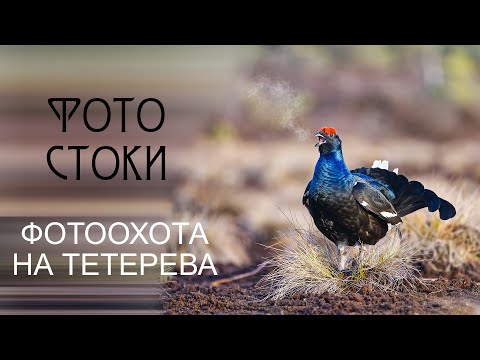 Видео: Фотоохота на тетерева.  Тетеревиный ток.  Sony a6400 + sony 100-400 mm. Фотографируем для Фотостоков