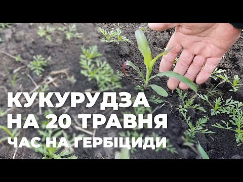 Видео: Кукурудза різних строків сівби на 20 травня. Оптимальна фаза внесення гербіцидів