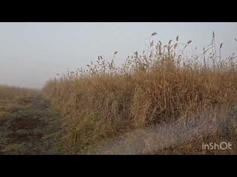 Видео: Минус один шакал