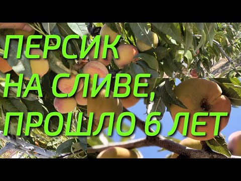 Видео: Персик на сливе, прививке 6 лет, что стало с деревом, урожай в августе.