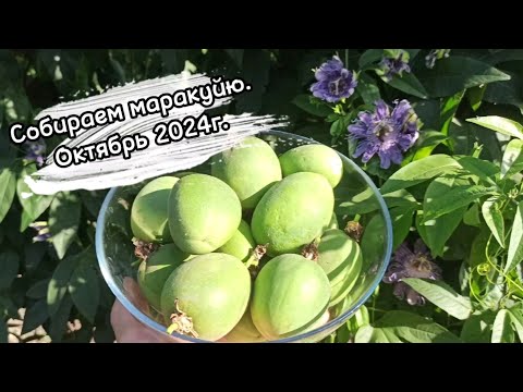 Видео: Выращивание маракуйи для себя и для бизнеса. Промежуточные результаты.