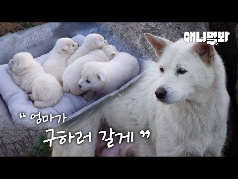 Видео: Чтобы спасти малышей, собака сделала это