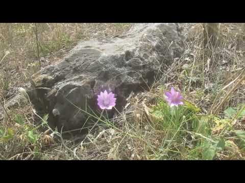 Видео: А.Чехов.Степь. Часть 1