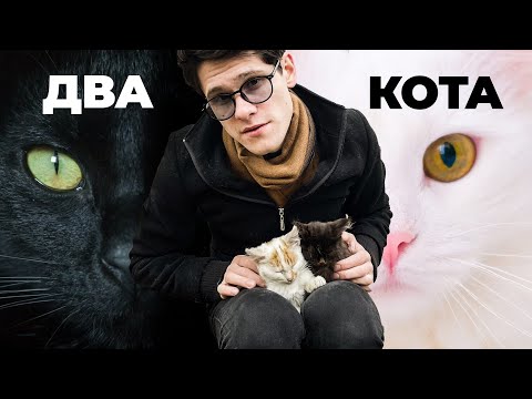 Видео: OSYCH - Два Кота