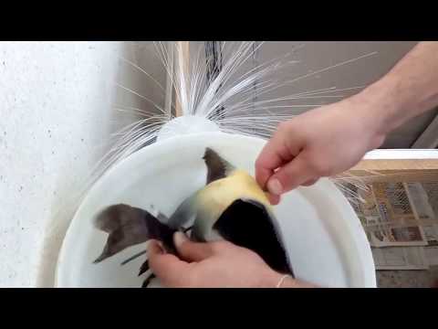 Видео: Как солить и сушить камбалу простой рецепт