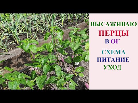 Видео: ВЫСАЖИВАЮ ПЕРЦЫ В ОТКРЫТЫЙ ГРУНТ. СХЕМА, ПИТАНИЕ, УХОД.
