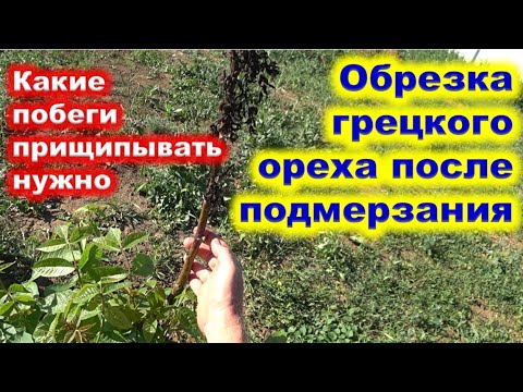 Видео: ГРЕЦКИЙ орех ПОСЛЕ ЗАМОРОЗКА просит корректировку. Как обрезать такой грецкий орех.