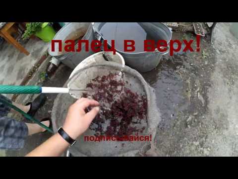 Видео: Добыча мотыля  Летом